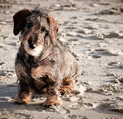 Hund Hund